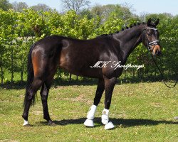 broodmare Penny Lane (German Riding Pony, 2013, from Caramel FH WE)