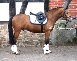 stallion Manhatten Love Story (German Riding Pony, 2013, from Centauro's Midas)