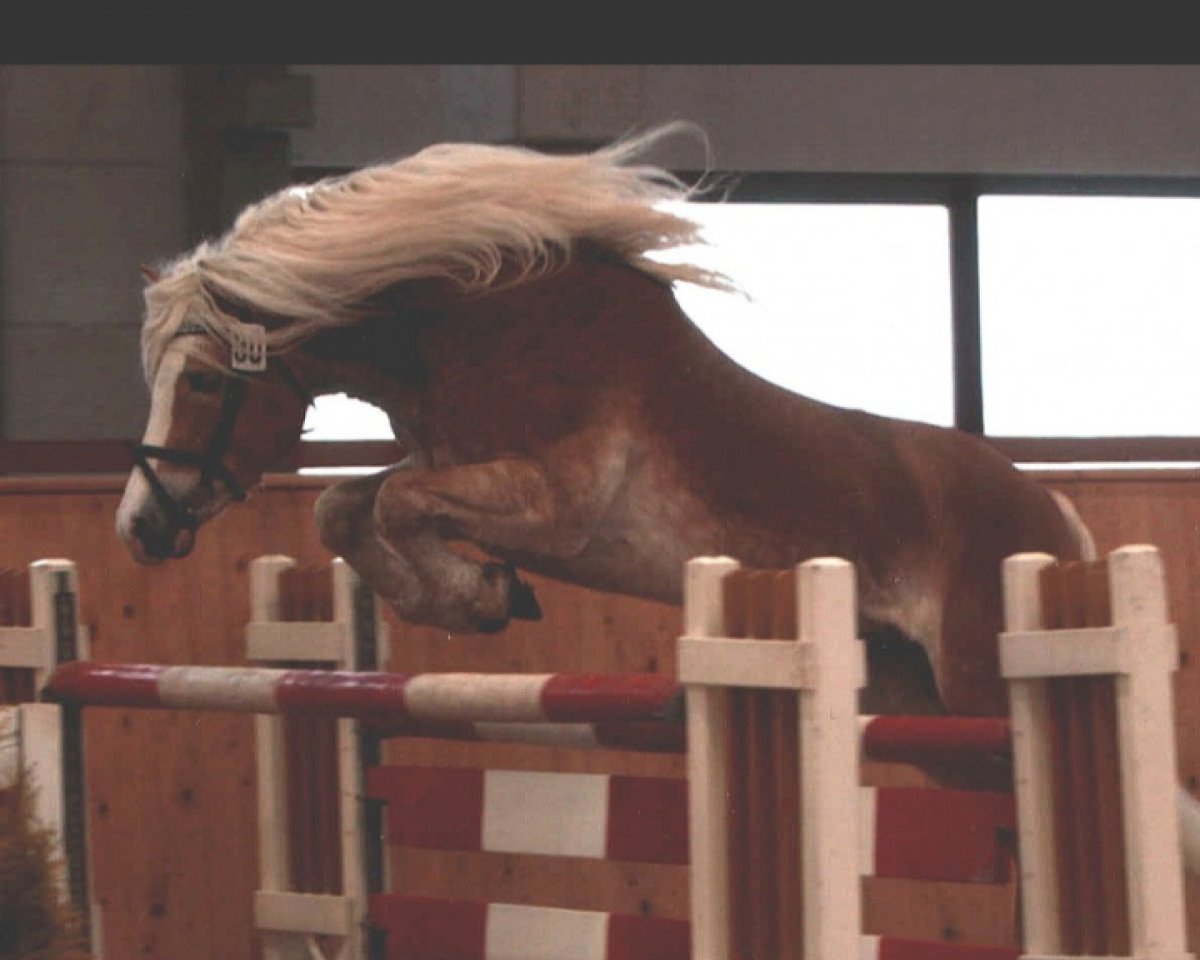 Deckhengst Akteur (0,78% ox) (Haflinger, 1995, von Allerich (1,57% ox))