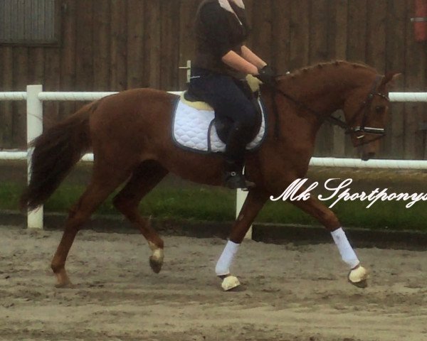 horse Galleano (German Riding Pony, 2012, from FS Golden Highlight)