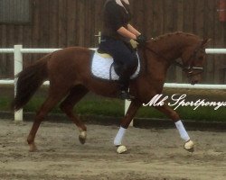 dressage horse Galleano (German Riding Pony, 2012, from FS Golden Highlight)