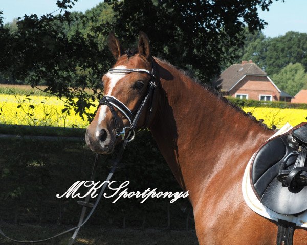 dressage horse Dream Dancer 86 (German Riding Pony, 2012, from Dax)