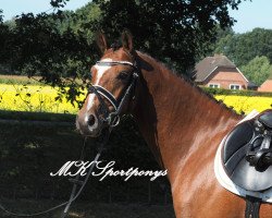 dressage horse Dream Dancer 86 (Deutsches Reitpony, 2012, from Dax)