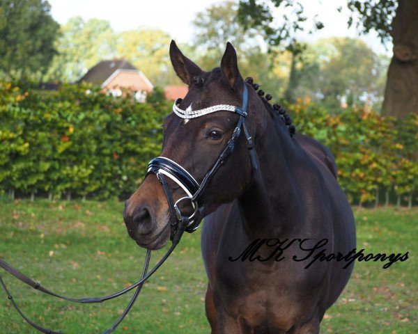 broodmare Nevada (German Riding Pony, 2013, from MPS Hugo Boss WE)