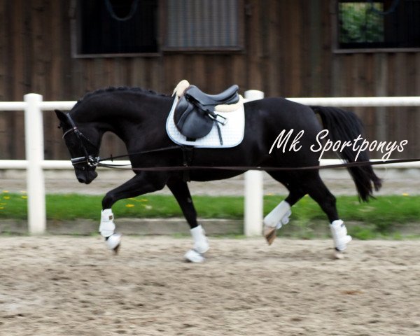 Springpferd Namor Le Noir (Deutsches Reitpony, 2011, von Nemax)