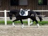 jumper Namor Le Noir (German Riding Pony, 2011, from Nemax)