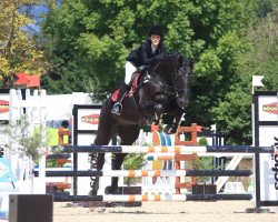 jumper Lord of Locksley (Hanoverian, 2009, from Locksley I)