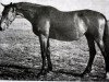 broodmare Rasprava (Russian Trakehner, 1971, from Pamir)