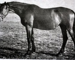 broodmare Rasprava (Russian Trakehner, 1971, from Pamir)