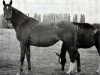 broodmare Rachma (Russian Trakehner, 1983, from Hockey 41)