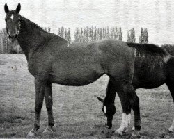 broodmare Rachma (Russian Trakehner, 1983, from Hockey 41)