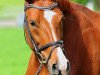 dressage horse Bernstein 95 (Westphalian, 2008, from Bravissimo)