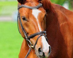 dressage horse Bernstein 95 (Westphalian, 2008, from Bravissimo)