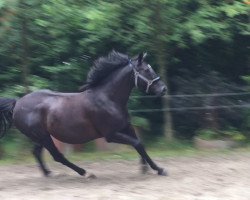 broodmare Rieke (Hanoverian, 2007, from Rotspon)