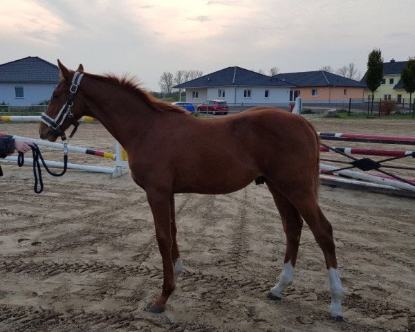 jumper Kenai Korčula* C.G. (Hanoverian, 2017, from Kétanou)