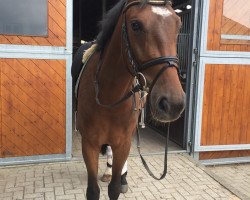 jumper Varietto (Hanoverian,  , from Vesuv 35)