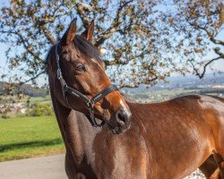 dressage horse Barcelona Allegra (Trakehner, 2010, from Krokant)