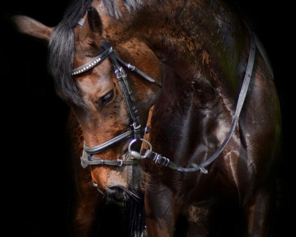 dressage horse Fiorella 109 (Westphalian, 2008, from Florenciano 6)