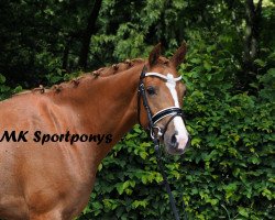 jumper My Tinkerbell (German Riding Pony, 2013, from Man in Black)