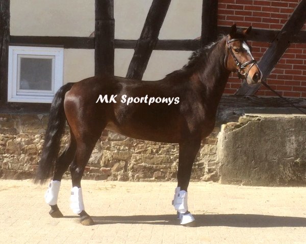 jumper Nena (German Riding Pony, 2011, from Manchester)