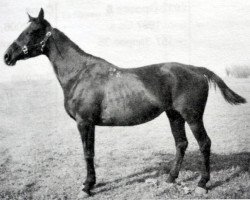 broodmare Optika (Russian Trakehner, 1980, from Prospekt)