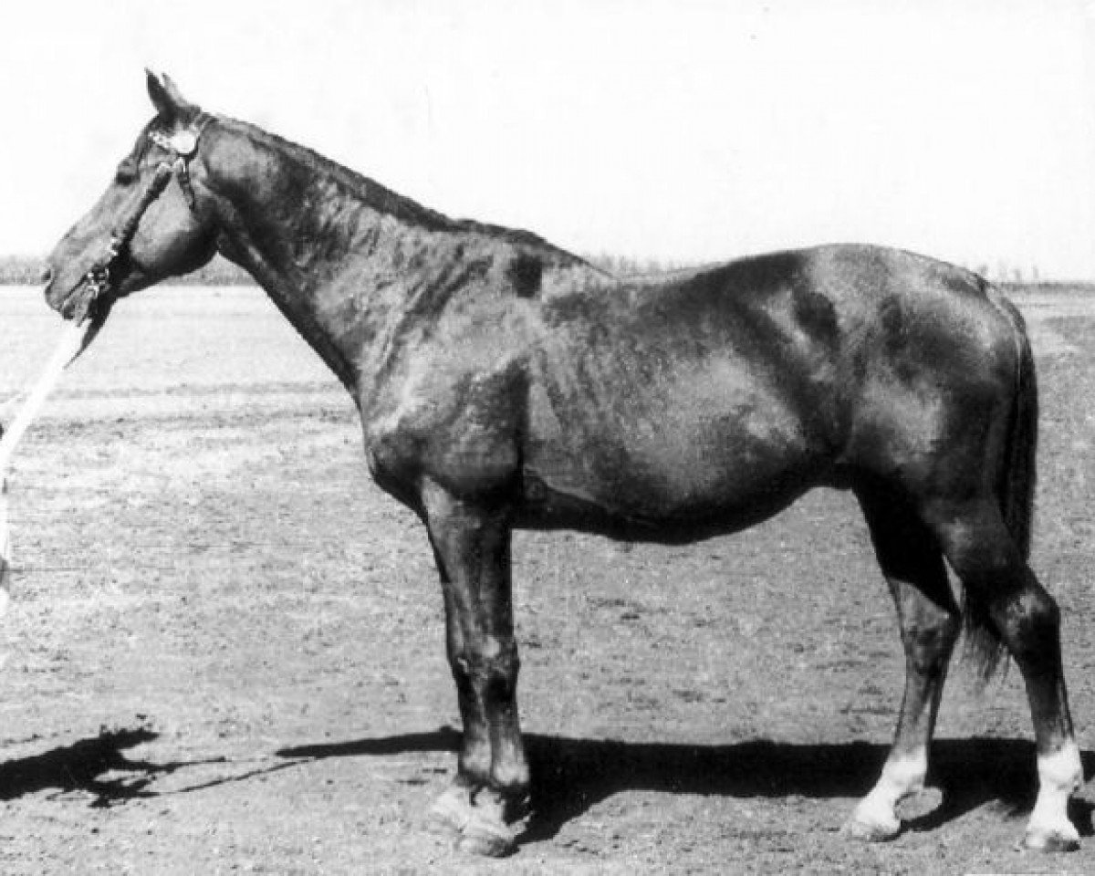 stallion Haßgesang (Trakehner, 1938, from Kupferhammer 3456)