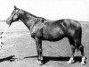 stallion Haßgesang (Trakehner, 1938, from Kupferhammer)