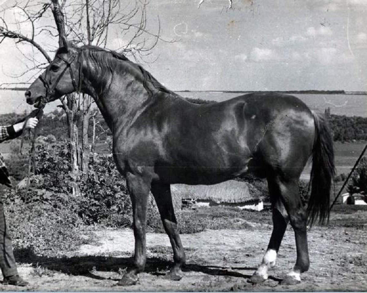 stallion Chobot (Russian Trakehner, 1949, from Haßgesang)