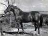 stallion Chobot (Russian Trakehner, 1949, from Haßgesang)