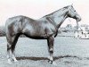 stallion Zagorsk xx (Thoroughbred, 1959, from Raufbold xx)