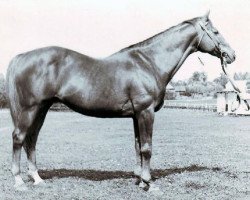 stallion Zagorsk xx (Thoroughbred, 1959, from Raufbold xx)