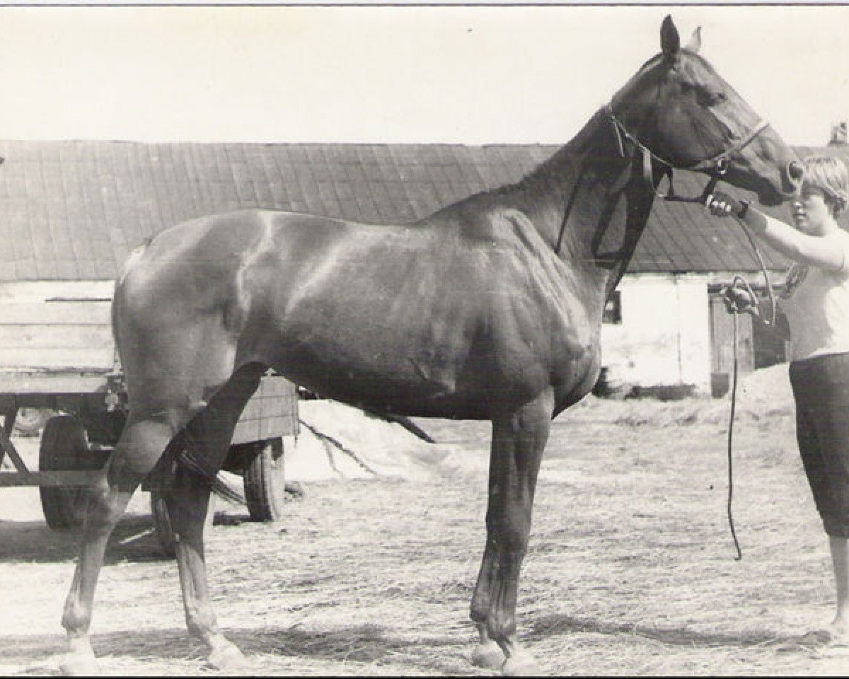 broodmare Iluzija (Russian Trakehner, 1975, from Zagorsk xx)