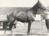 broodmare Iluzija (Russian Trakehner, 1975, from Zagorsk xx)