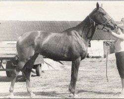 broodmare Iluzija (Russian Trakehner, 1975, from Zagorsk xx)