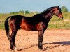 stallion Piket (Russian Trakehner, 1982, from Hockey 41)