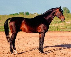 stallion Piket (Russian Trakehner, 1982, from Hockey 41)