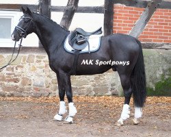 Springpferd Fury 520 (Deutsches Reitpony, 2012, von Flash Dancer xx)