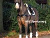 dressage horse Curacao ST (German Riding Pony, 2011, from Top Carlos Cassini)