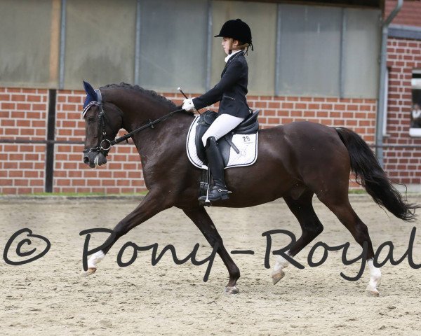 dressage horse Darling June (German Riding Pony, 2010, from Davenport II)