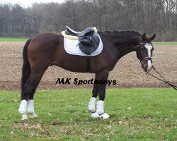 dressage horse Coconut Dream (German Riding Pony, 2014, from Cassini)