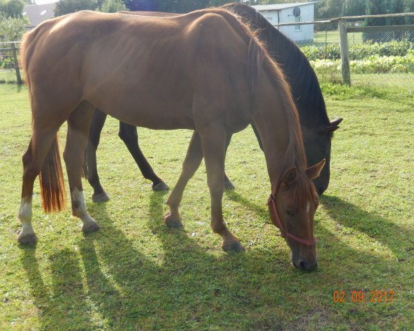 Pferd Quina Roos (Mecklenburger, 2011, von Quattro B)