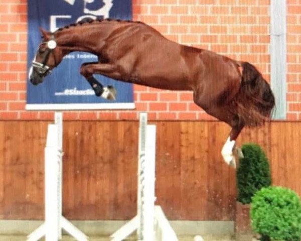 stallion For Clay's Pleasure (Oldenburg show jumper, 2015, from For Pleasure)