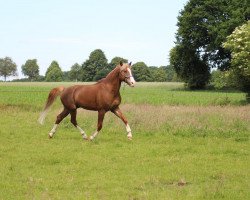 Springpferd Nobels Twister (Welsh, 2009)