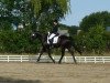 dressage horse Garibaldi 76 (Oldenburg, 1996, from Gamblers Star)