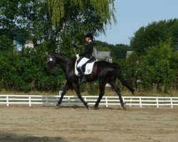 dressage horse Garibaldi 76 (Oldenburg, 1996, from Gamblers Star)