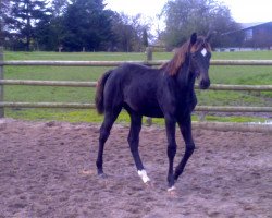 jumper Kiomijolie (Holsteiner, 2017, from Conteur)