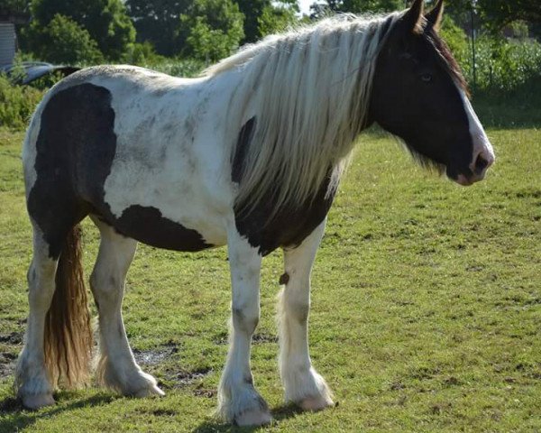 Dressurpferd Ostfriesland's little Mila (Tinker / Irish Cob / Gypsy Vanner, 2013)