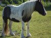 dressage horse Ostfriesland's little Mila (Tinker / Irish Cob / Gypsy Vanner, 2013)