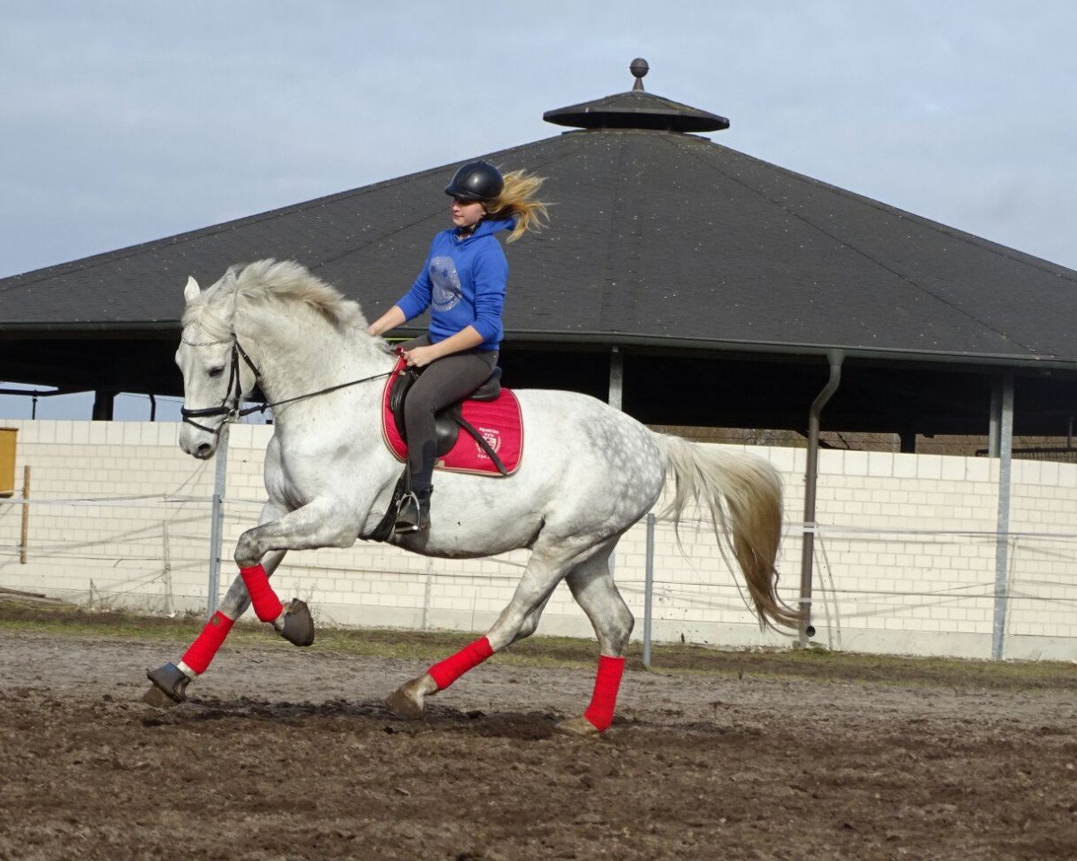 jumper Casimiro M (German Warmblood, 2008, from Casiro I)