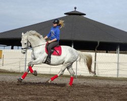 Springpferd Casimiro M (Deutsches Reitpferd, 2008, von Casiro I)